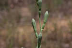 False aloe